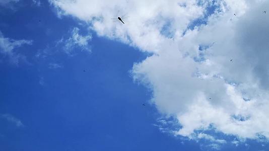 蓝天白云空中很多蜻蜓飞舞3视频的预览图
