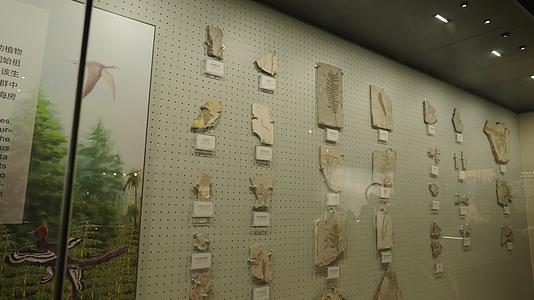 古生物博物馆化石视频的预览图