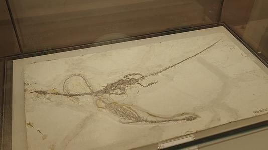 古生物博物展出的恐龙化石视频的预览图