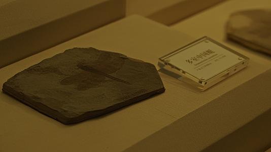 古生物博物馆的古生物化石视频的预览图