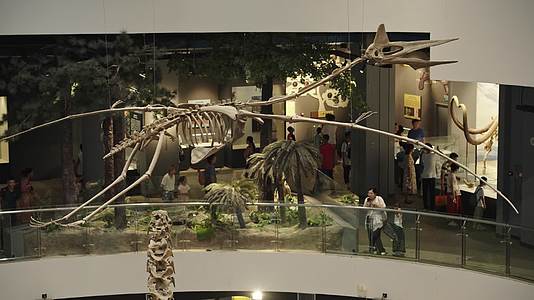 风神翼龙古生物化石视频的预览图