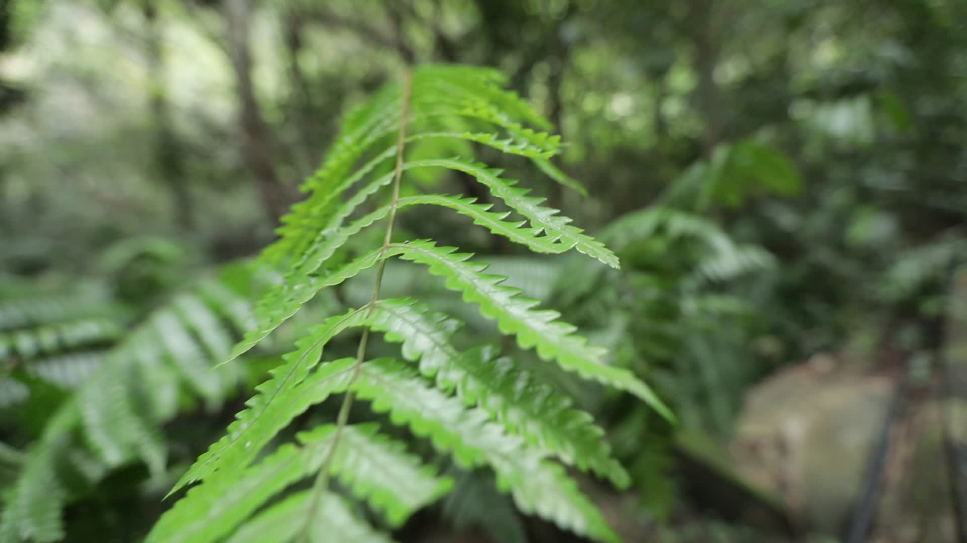 热带雨林植被4k实拍视频视频的预览图