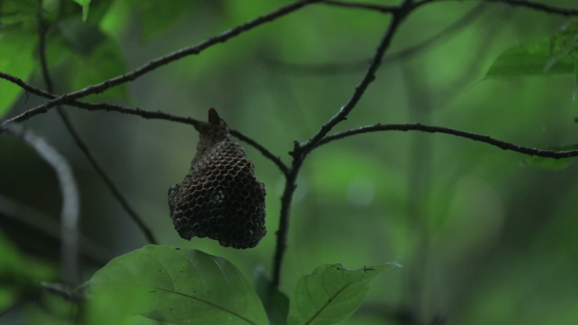 热带雨林空镜4K实拍视频的预览图