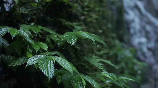 热带雨林大自然空镜4K实拍视频的预览图