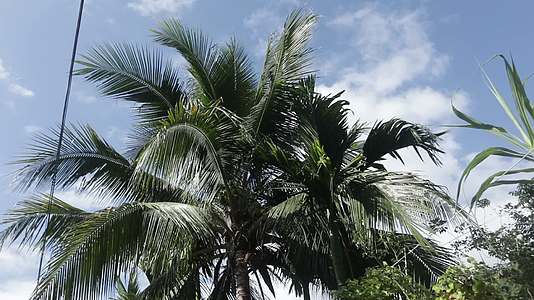 海南椰子树4K实拍视频视频的预览图