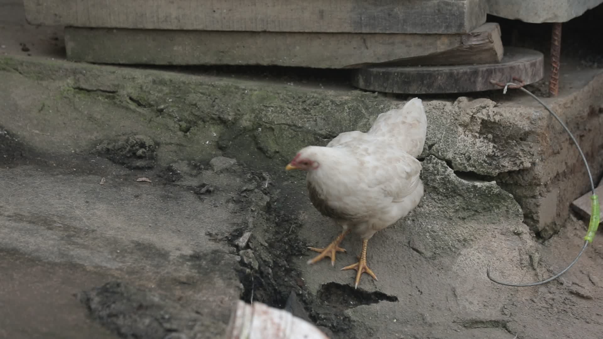 觅食的母鸡实拍视频视频的预览图