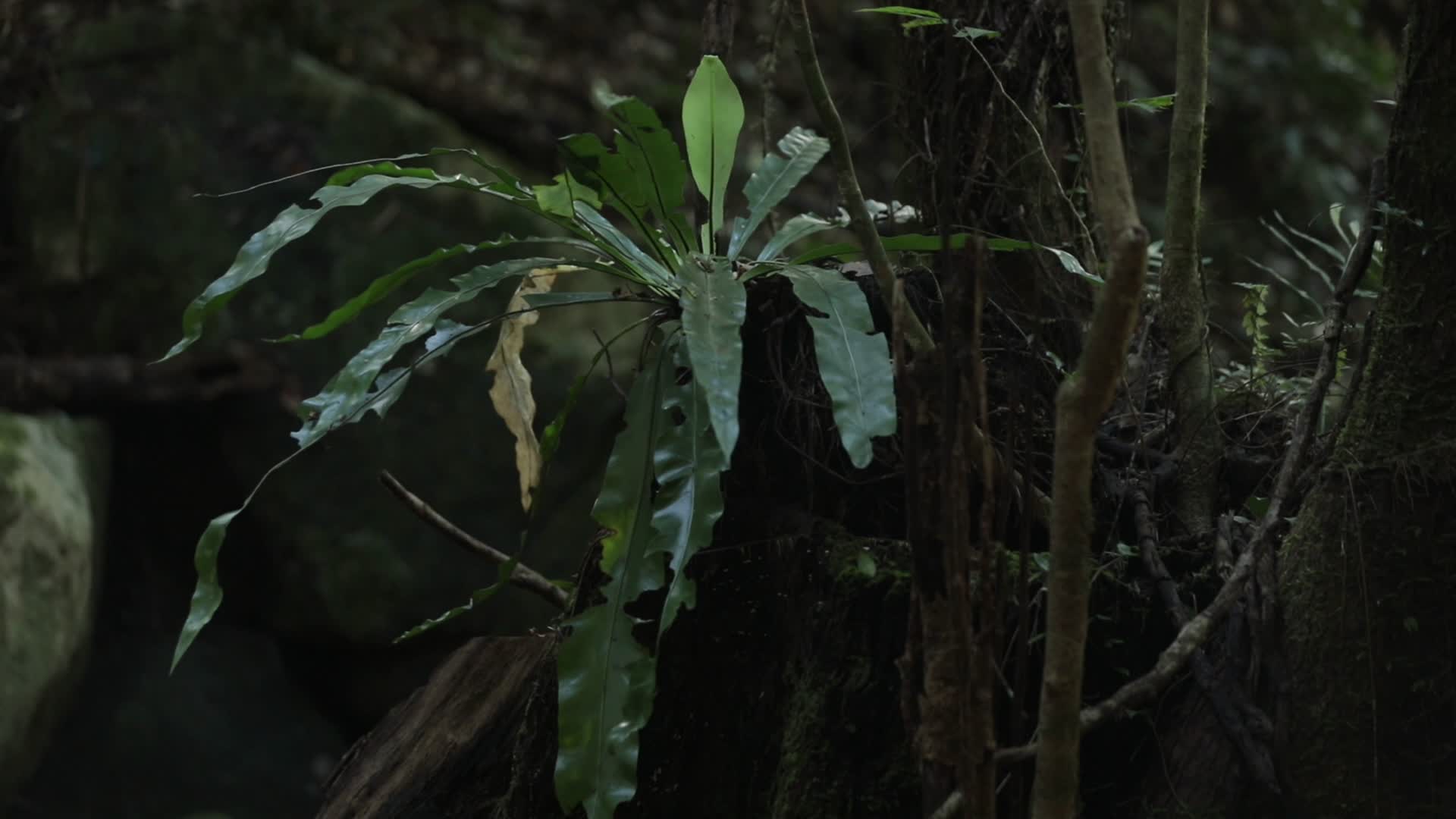 海南五指山鸟巢蕨4k实拍视频的预览图