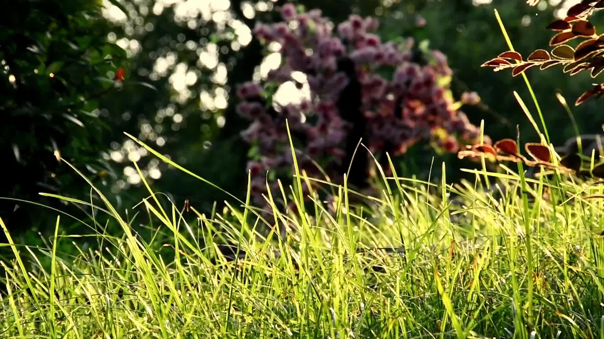 夏日夕阳照射下的植物视频的预览图