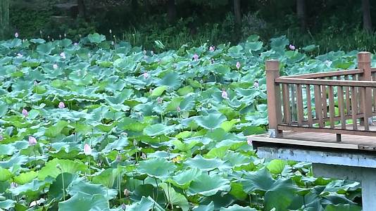 池塘荷叶荷花视频的预览图
