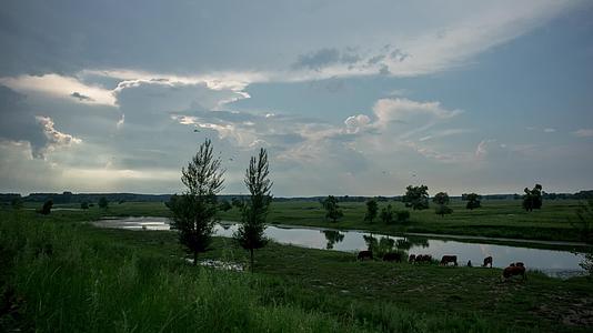 湿地草原辽河沈阳乌云放牛牧牛延时摄影视频的预览图