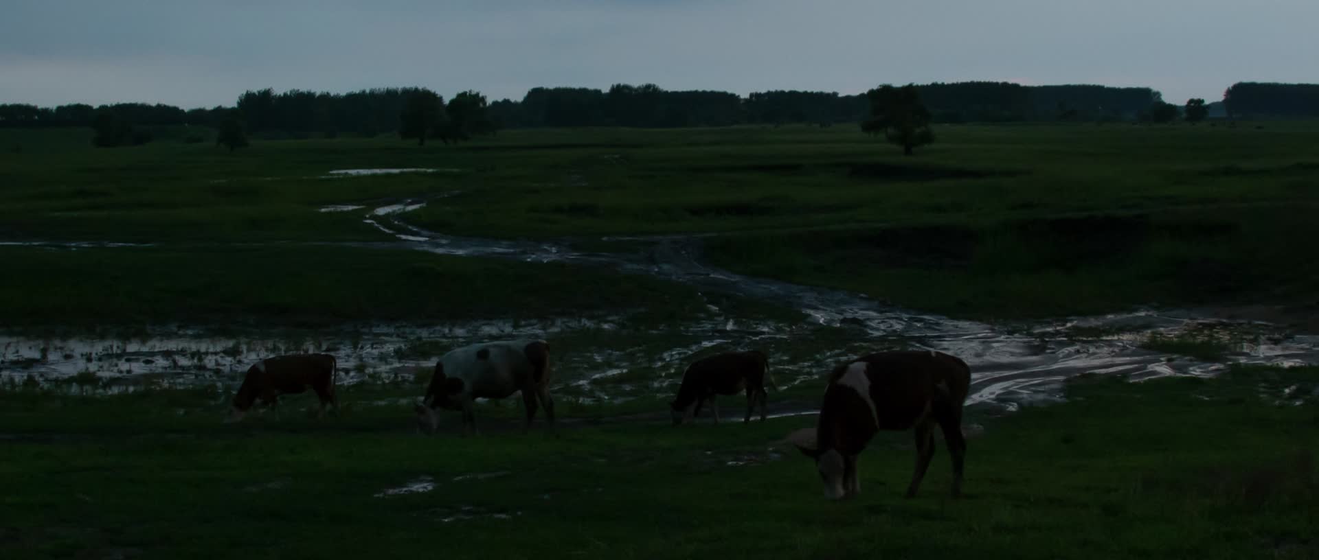 奶牛黄牛放牛牧牛湿地草场草原傍晚视频的预览图