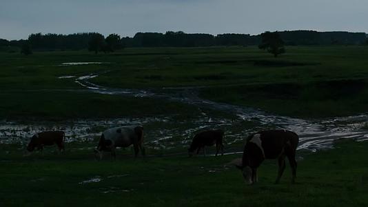 奶牛黄牛放牛牧牛湿地草场草原傍晚视频的预览图