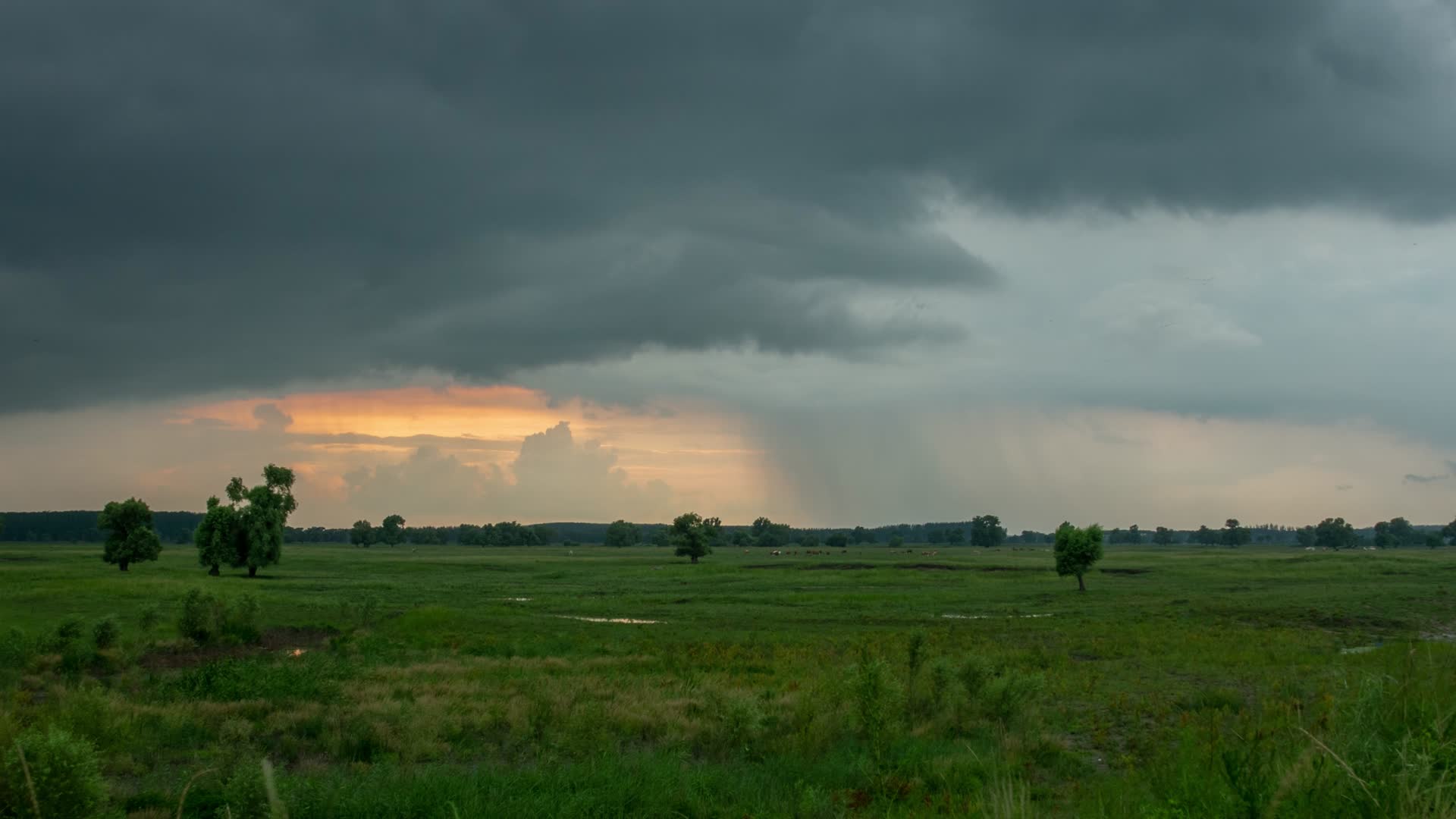 湿地草原草场牧牛辽河七星湿地日落晚霞乌云视频的预览图