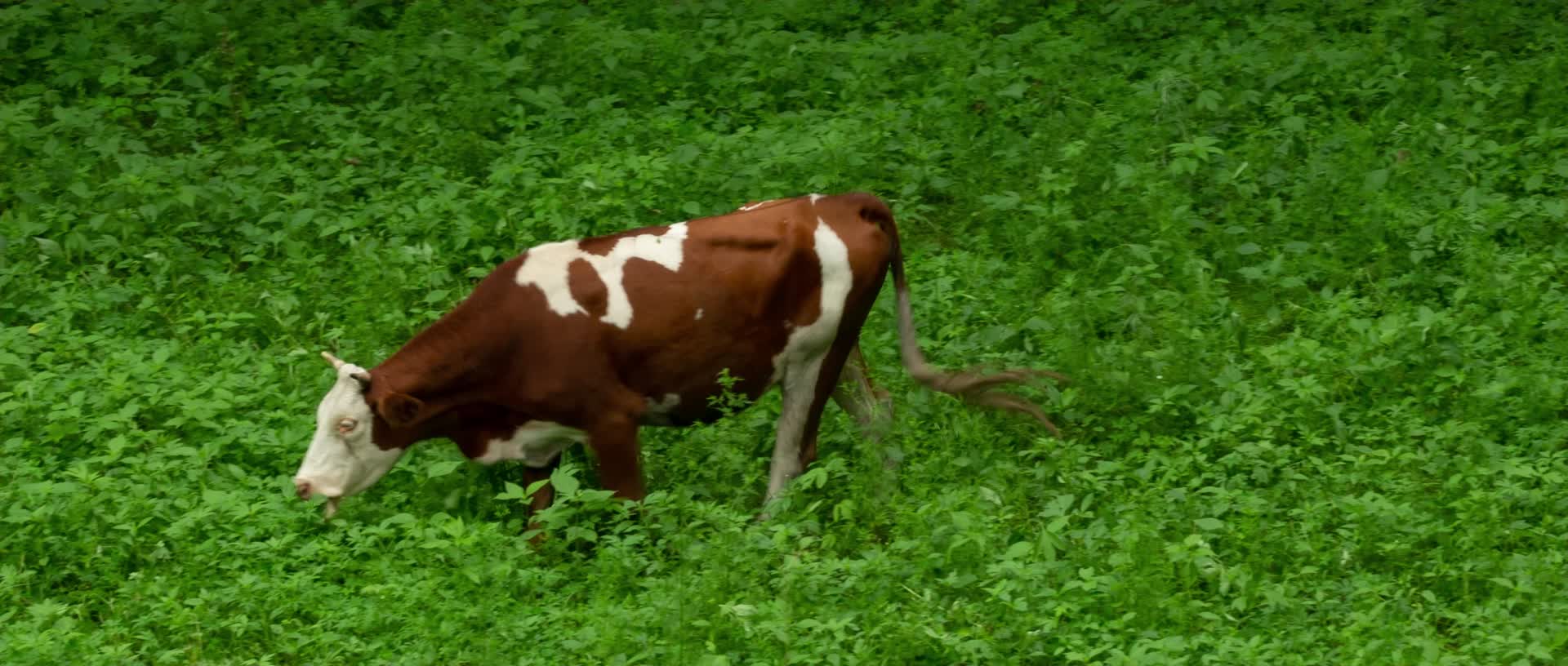奶牛放牛牧牛树林吃草视频的预览图