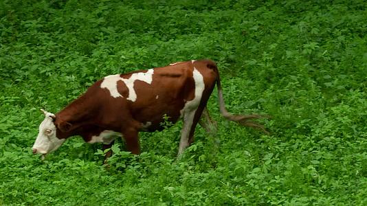 奶牛放牛牧牛树林吃草视频的预览图