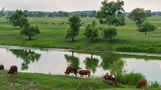 奶牛黄牛放牛牧牛湿地草场草原视频的预览图