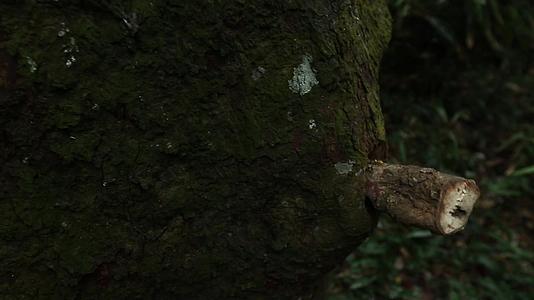 广西格木林植被高清实拍视频视频的预览图