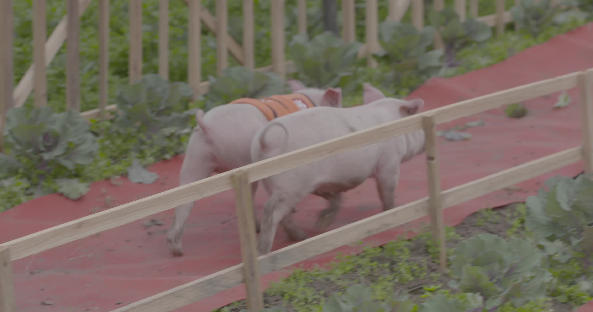 广西三江家猪进食特写视频视频的预览图