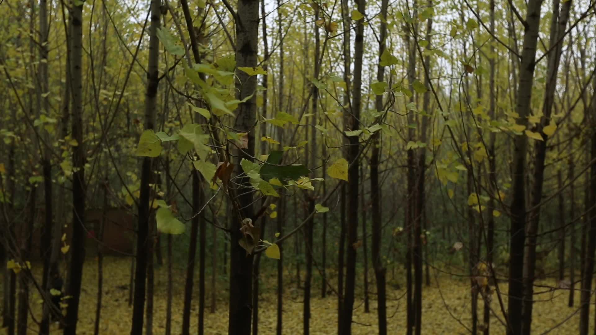 金秋杨树落叶实拍视频视频的预览图