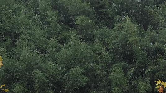 河南鹤壁雪景实拍视频视频的预览图