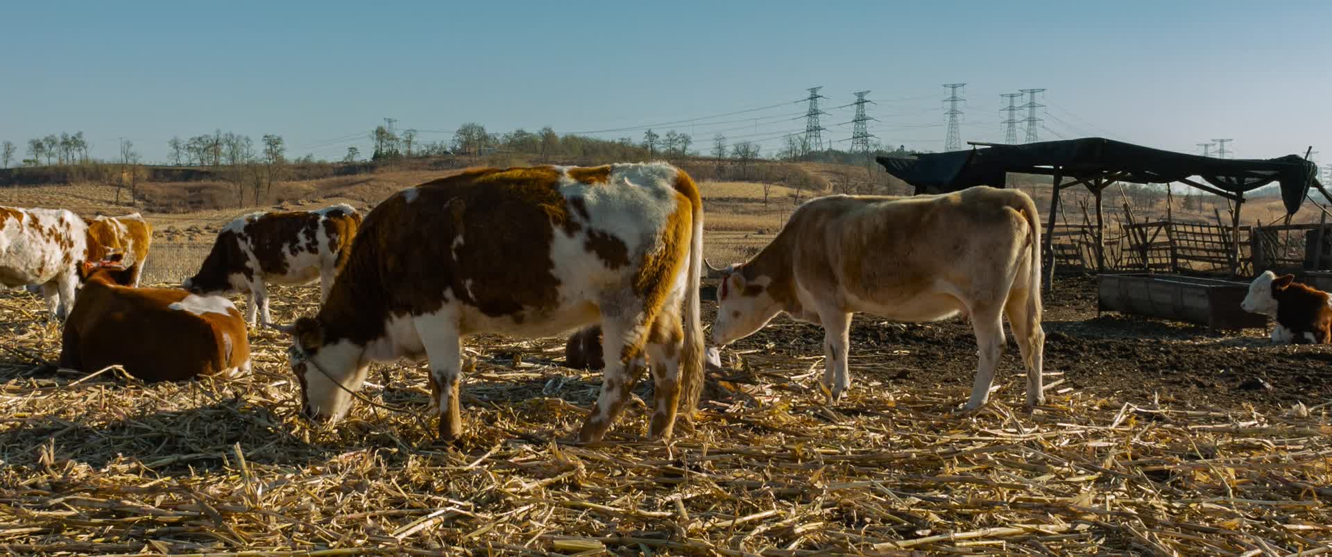 黄牛吃秸秆北方农村3k视频的预览图