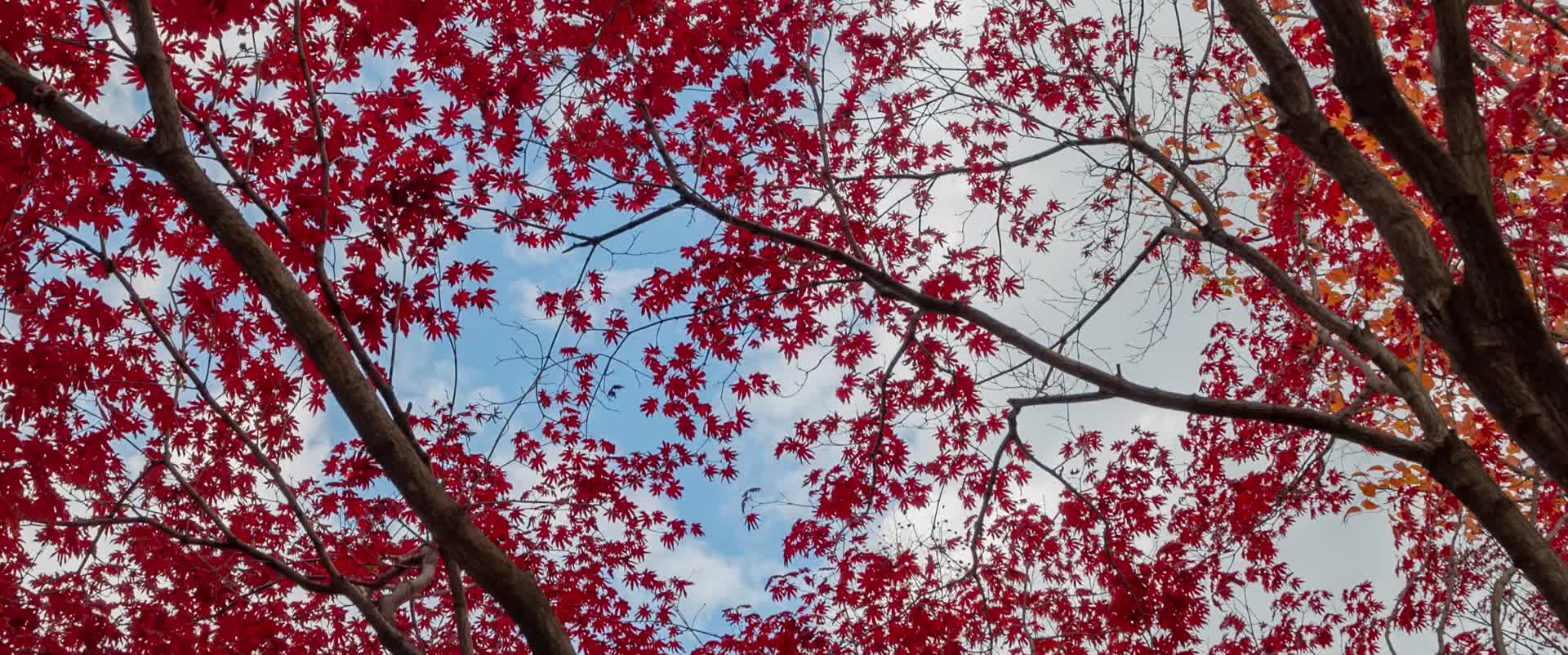 九角枫树秋天红叶视频的预览图