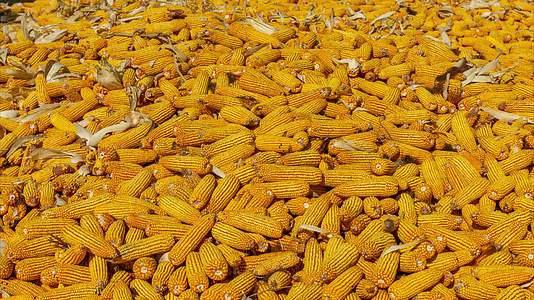 玉米堆苞米仓北方农村院子视频的预览图