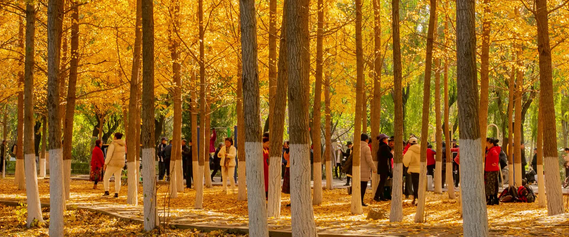 秋季金黄银杏树林拍照的人们视频的预览图