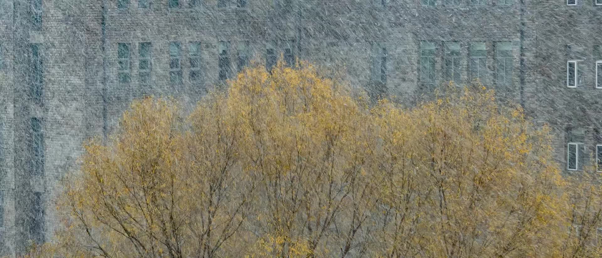 大雪大柳树建筑前深秋初冬视频的预览图