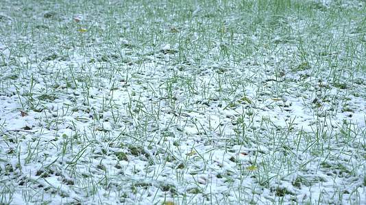 绿草地飘雪下雪视频的预览图