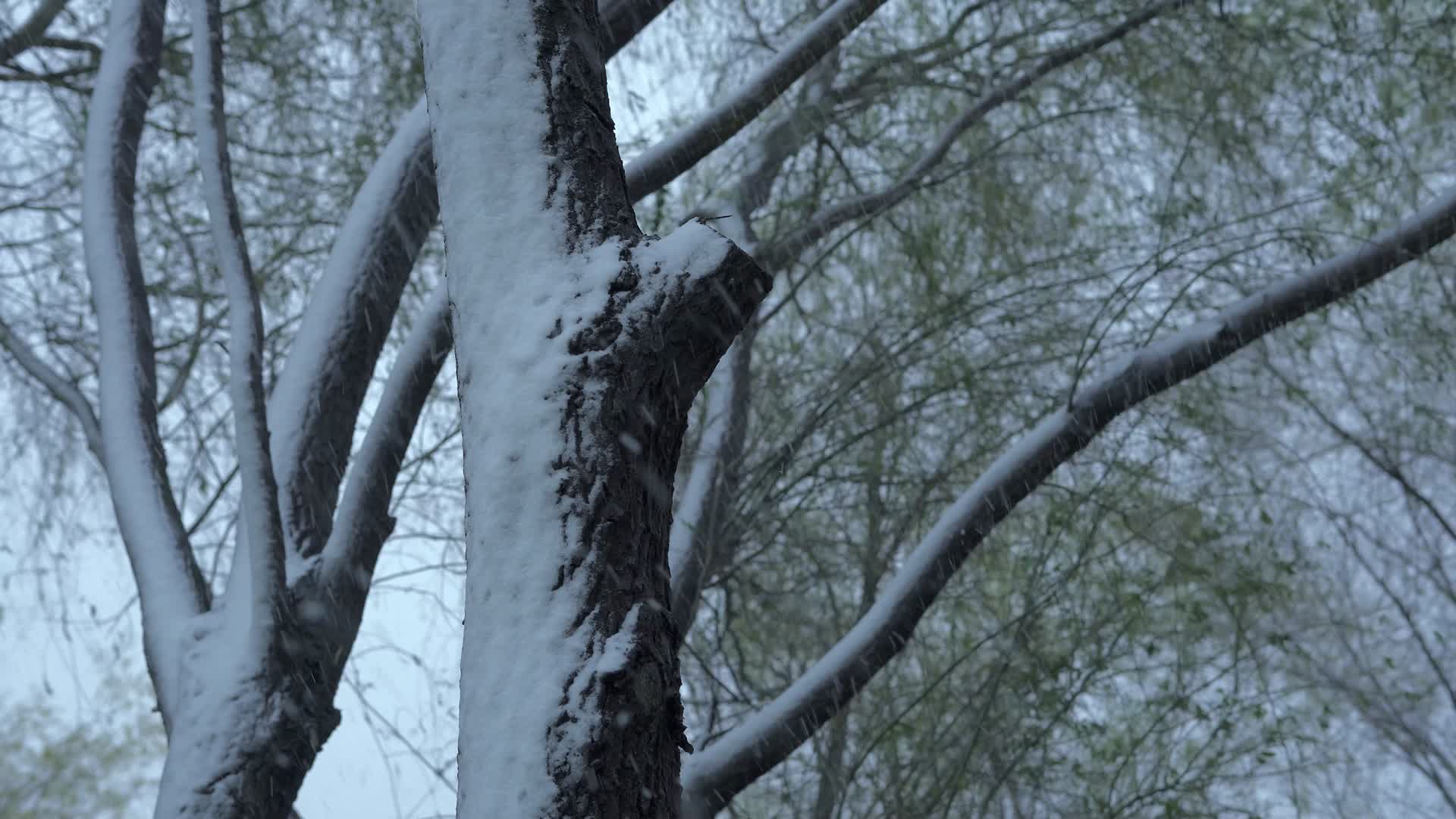 柳树大树下雪冬季视频的预览图