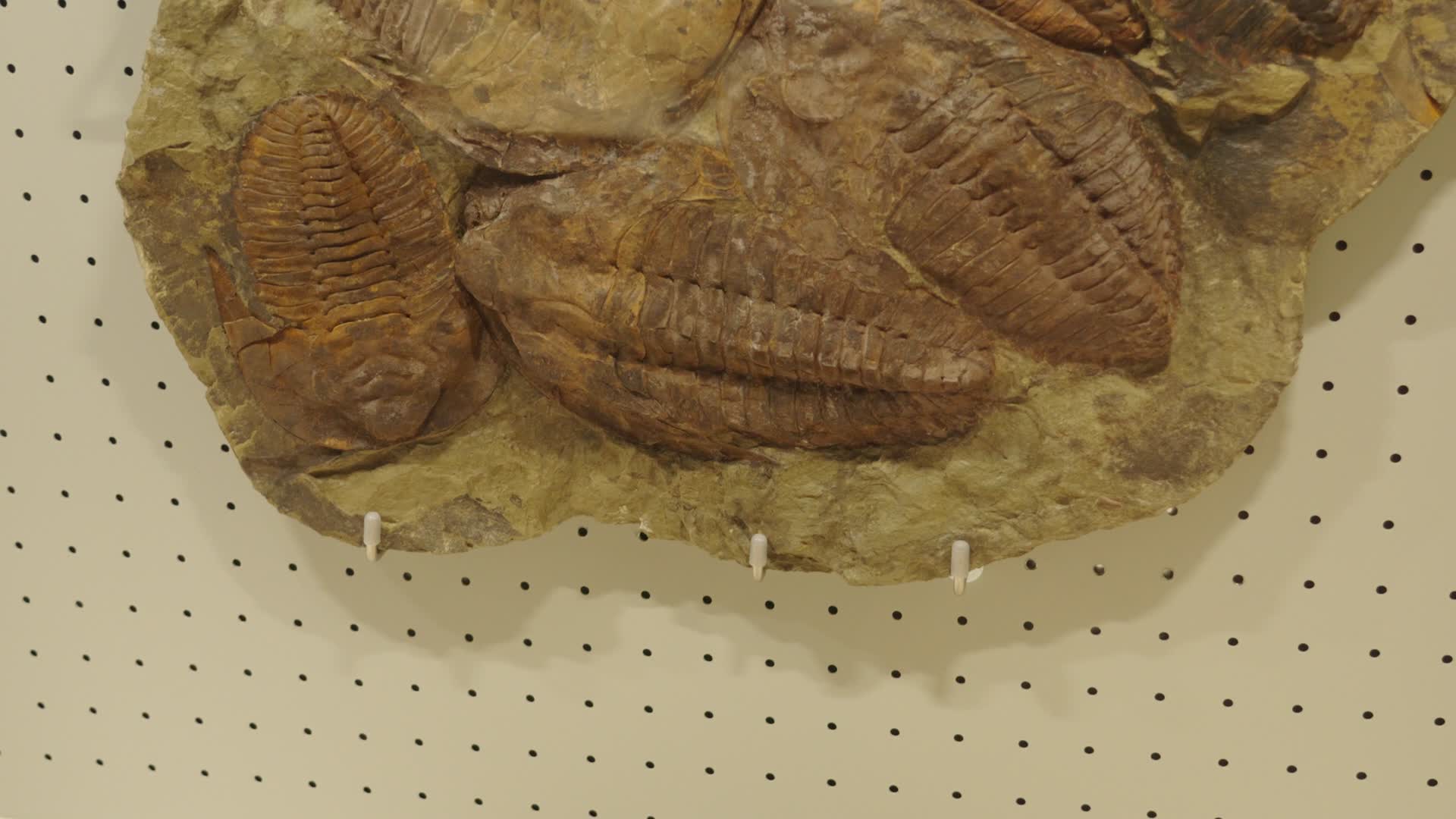 古生物博物馆三叶虫化石视频的预览图