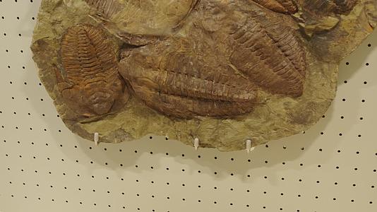 古生物博物馆三叶虫化石视频的预览图