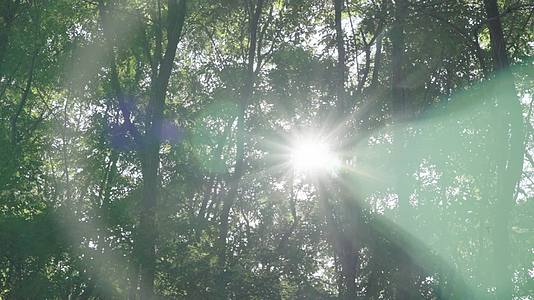 阳光照射下茂密的树叶视频的预览图
