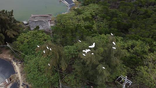 海南红树林公园风光视频的预览图