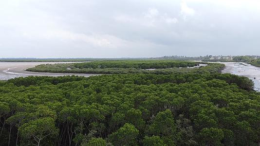 海南红树林公园风光视频的预览图