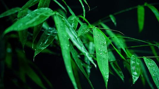 4K翠绿的竹子竹叶空镜意境实拍视频视频的预览图