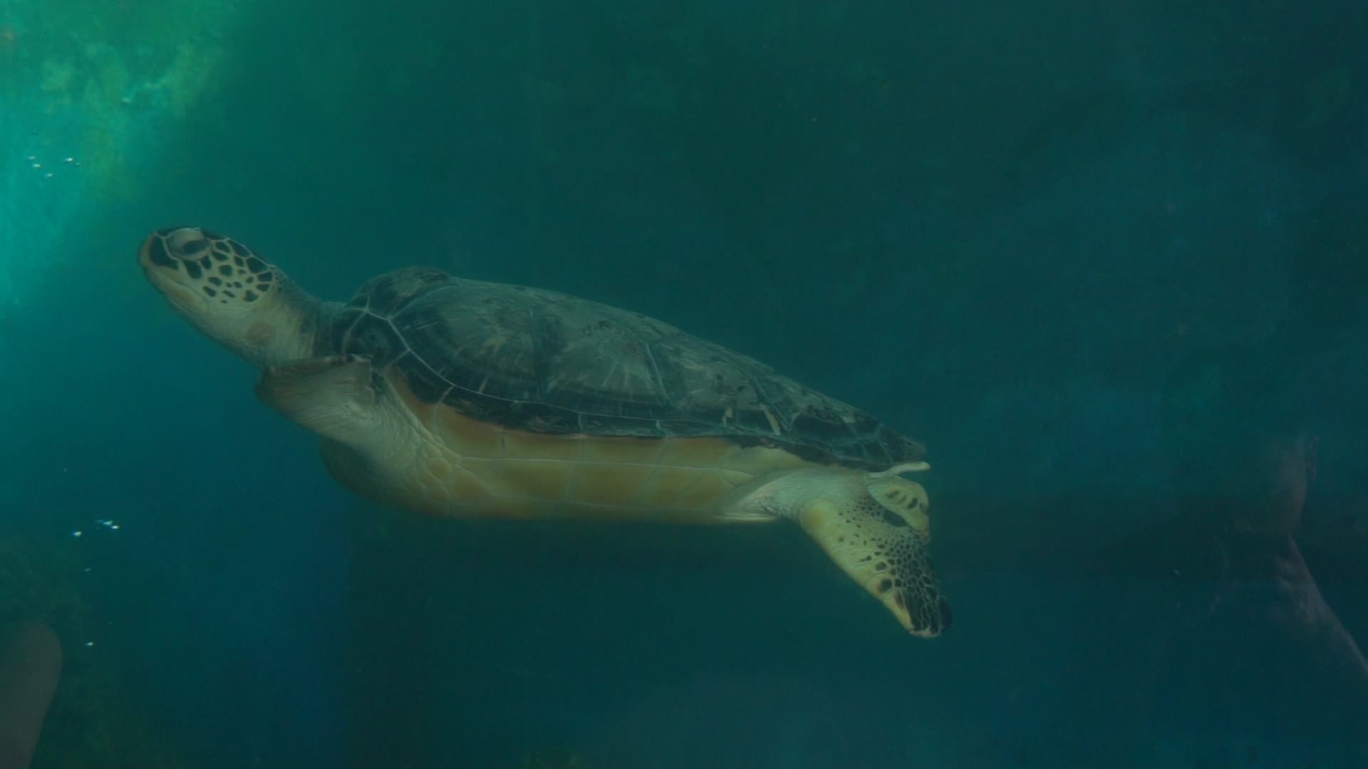4K动物大海龟实拍视频视频的预览图