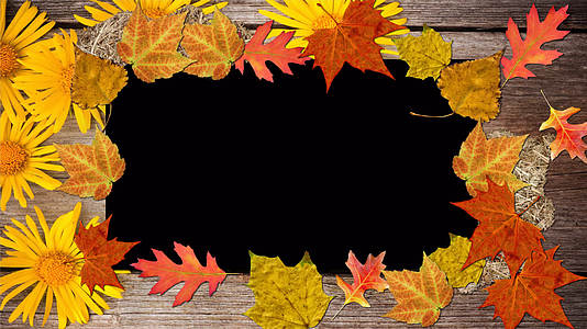 枫叶相框枫叶边框落叶秋天秋叶带透明通道视频的预览图
