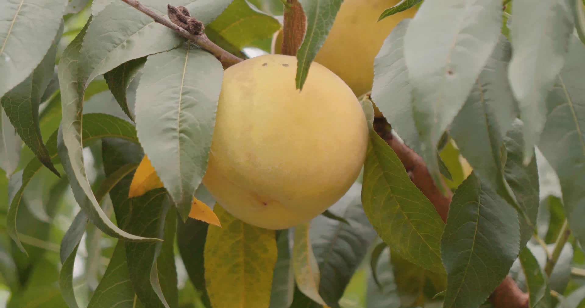 黄桃水蜜桃桃子丰收运输视频的预览图