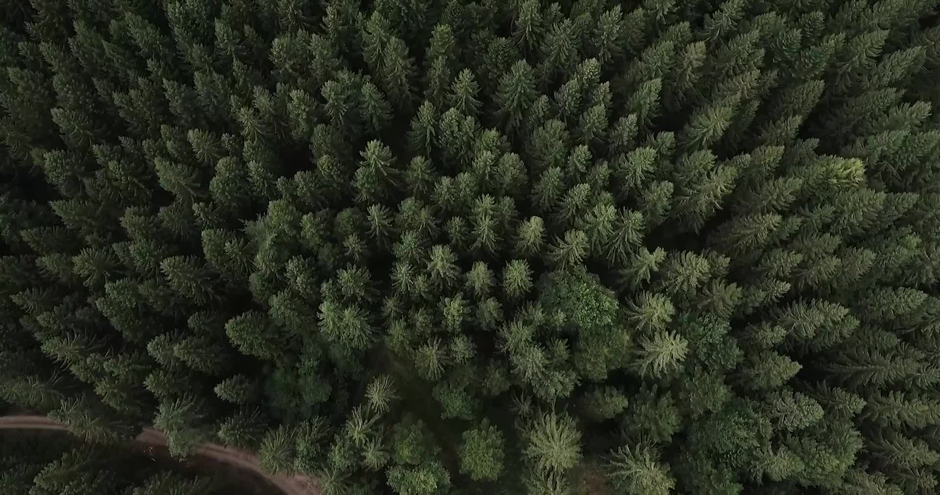 4K航拍松树林视频的预览图