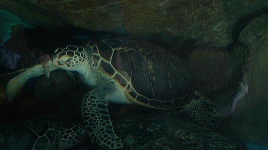 4K特写海洋大海龟动物实拍视频视频的预览图