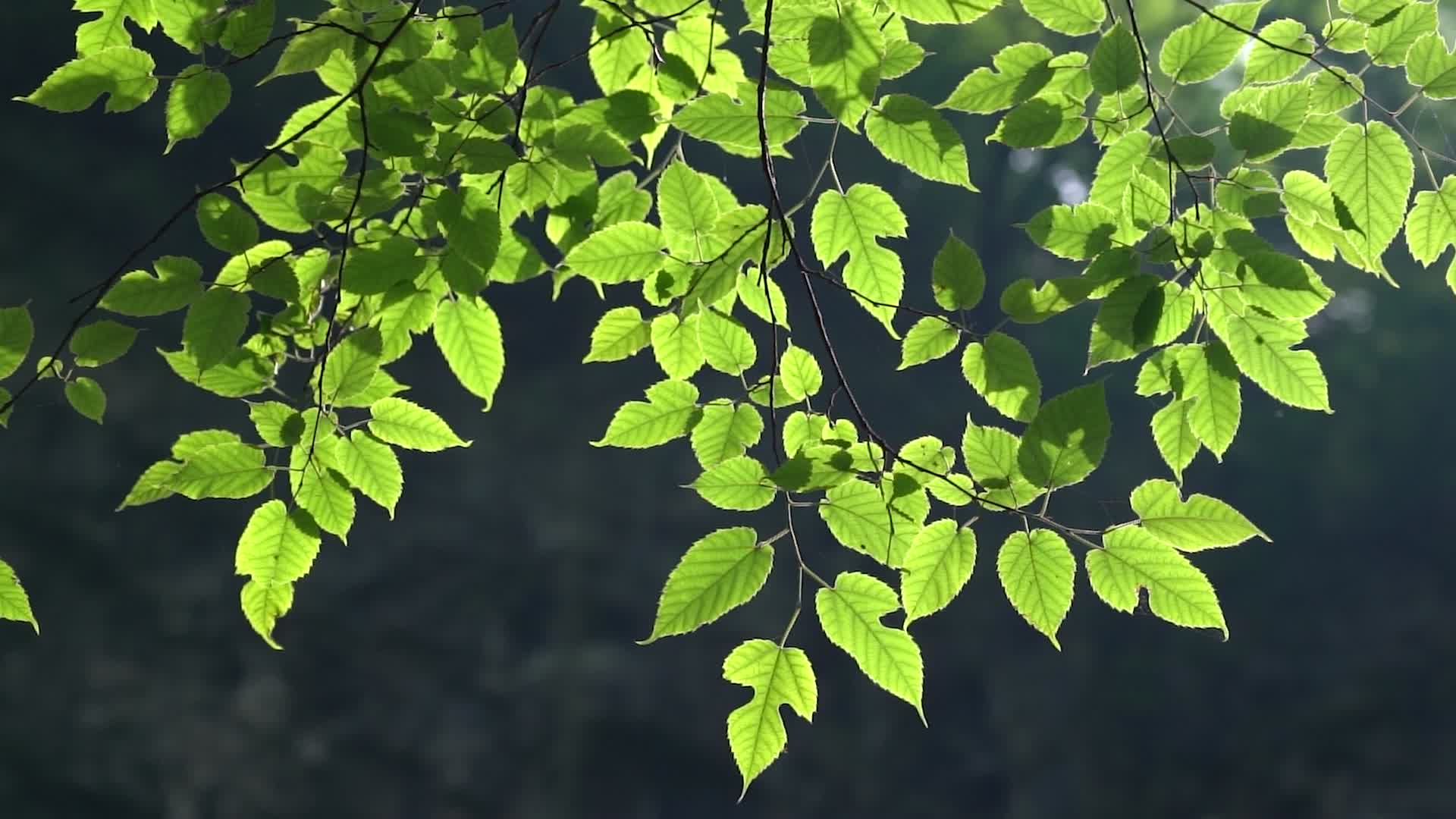 4K唯美夏天植物空镜逆光意境实拍视频视频的预览图