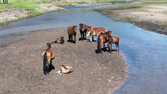 草原河边悠闲的马群视频的预览图