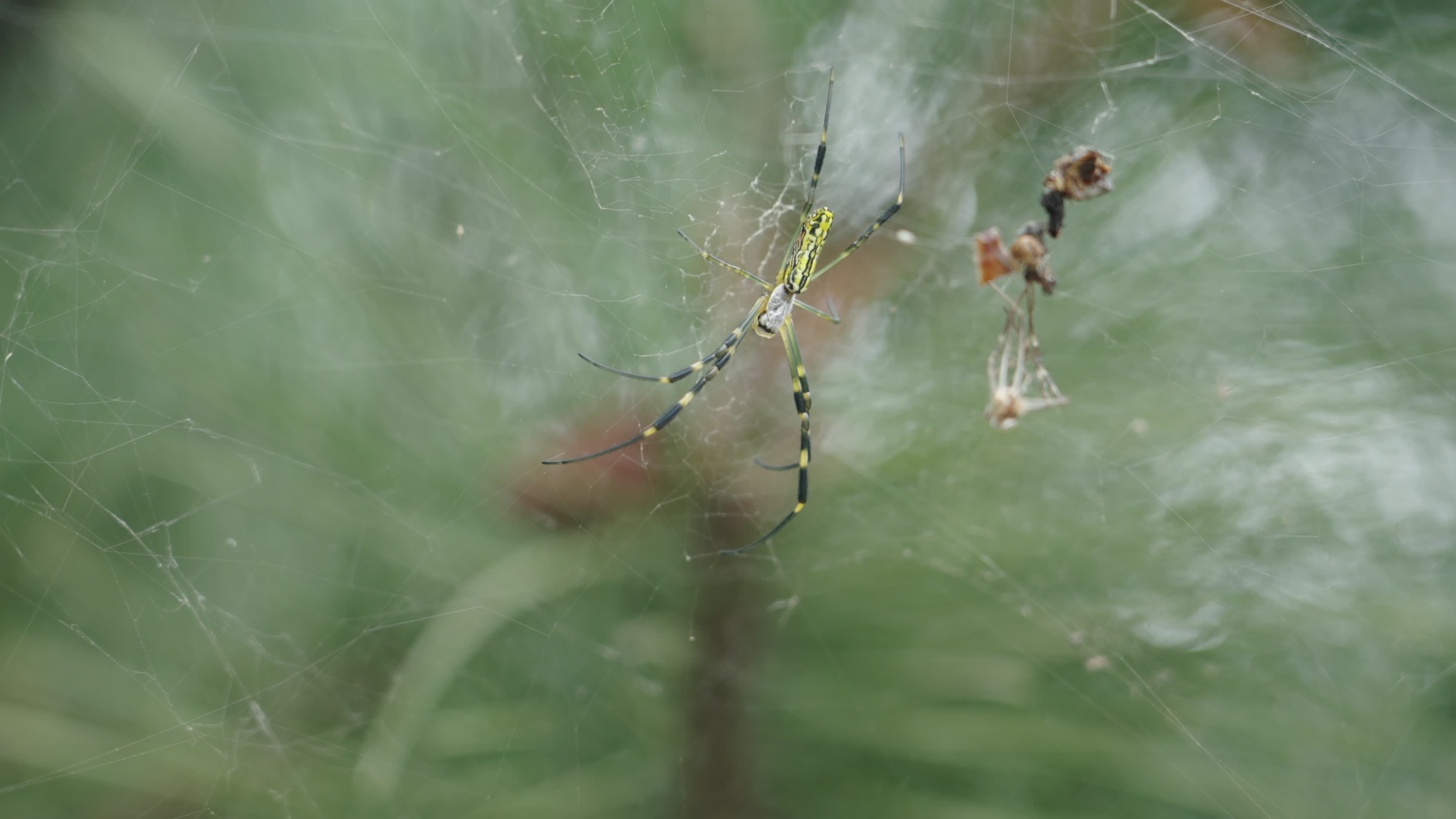 在蜘蛛网上的蜘蛛视频的预览图