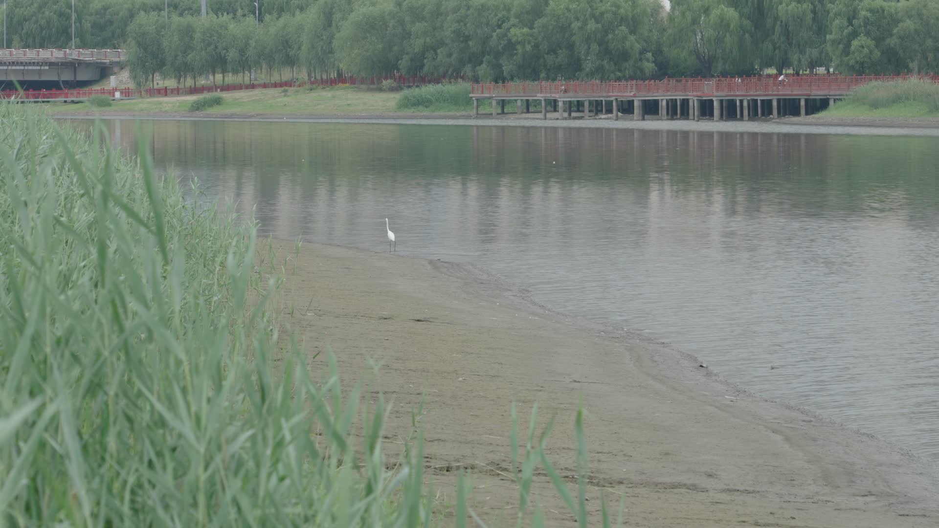 在河岸边散步的鸟视频的预览图