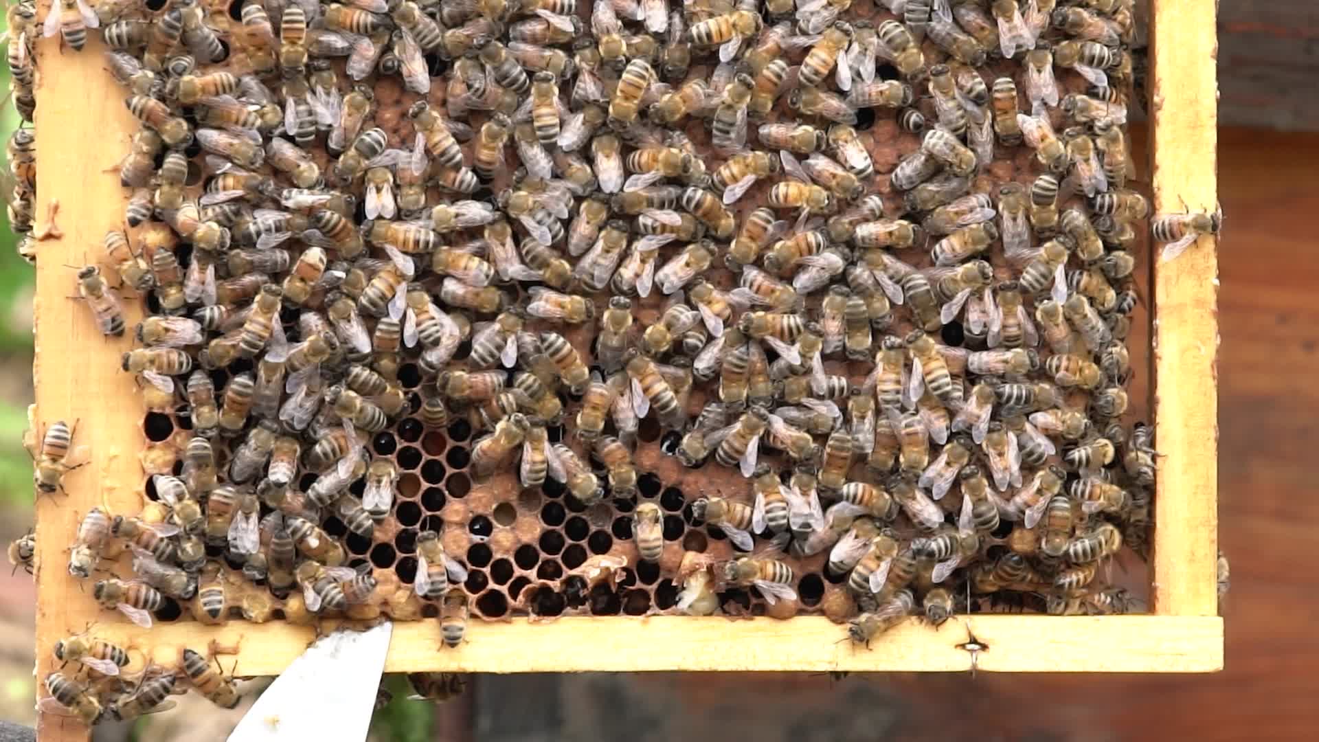 4K原生态蜜蜂蜂础吐蜜实拍视频视频的预览图