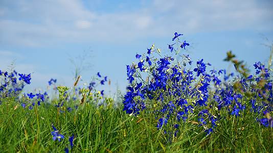 草原上的蓝花视频的预览图