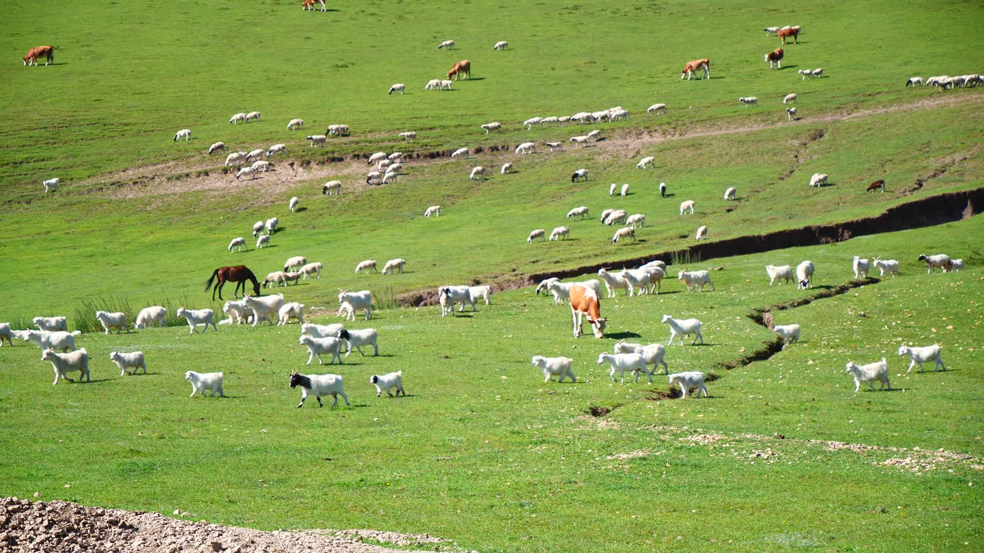 阿鲁科尔沁旗山地草原牧场视频的预览图