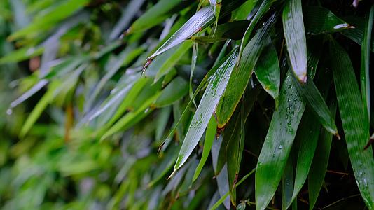 雨后在微风中摇晃的竹叶视频的预览图